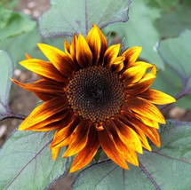 100+ Earthwalker Sunflower Seeds Heirloom Colorful  - £2.59 GBP