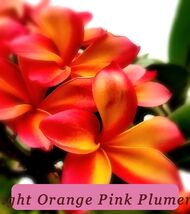 0752 bright orange pink plumeria pop thumb200