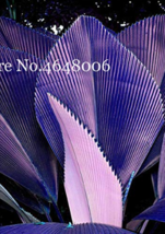 100 Pcs/Bag Purple Travelers Palm Flores Ravenala Madagascariensis Chinese Fan P - £4.61 GBP