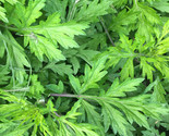 Yomogi Mugwort Seeds (Ssuk, Suuk) Artemisia Princeps Korean Japanese Wor... - $5.93