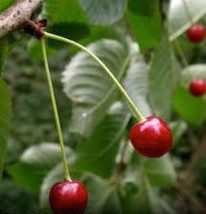 10 SEEDS BLACK CHERRY TREE SWIFT TO PLANT HEIRLOOM SEEDS FAST GARDEN JOY - $15.95