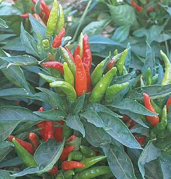 25 Pepper Seed - HOT - Thai Hot Seeds - $25.99
