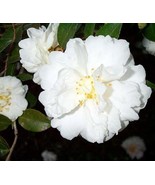 1 Mine No Yuki White Doves Camellia Starter Plant 4L 1 Live Plant Fresh ... - $701.99 MXN