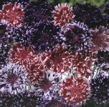 40+ Centaurea Frosted Queen Mix Bachelor&#39;S Button Cornflower Flower Seed Mix - £11.33 GBP