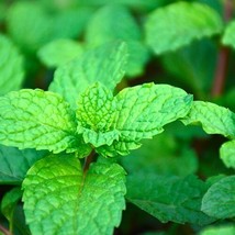 HT 1200 Nongmo Heirloom Herb Mint Seeds Mentha Spicata Garden Seeds - $9.94