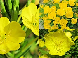 200+Dwarf MISSOURI EVENING PRIMROSE Drought Groundcover Container Flower... - $12.75