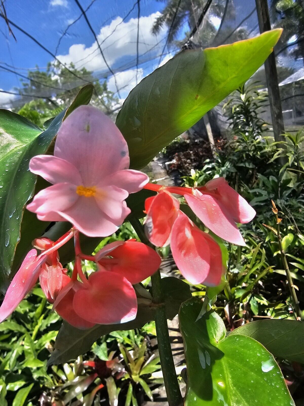 Pink Flowers Angel Wing Begonia Live Plant 10 To 15 Inch Tall In 4 Inch ... - $18.98