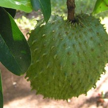 Fresh New Annona Muricata Soursop Dutch Durian Guanabana 5 Seeds USA Seller - £9.29 GBP