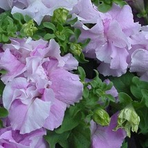 USA Seller 50 Double Cascade Orchid Mist Petunia Seeds Fast Shipping - $19.42