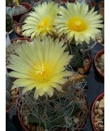 AW Astrophytum Crassispinoides Hybrid Capricorne Yellow Cactus Seeds 50 ... - $823.37 MXN