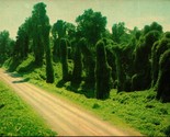 Kudzu Along The Highway An Oriental Legume Mississippi MS Postcard UNP P8 - £3.13 GBP