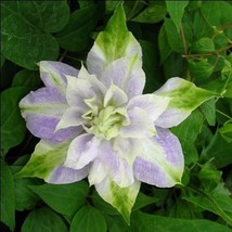 Grow In US 25 DBL Purple Green Clematis Seeds Flowers Perennial Seed Flower - £8.82 GBP