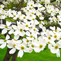 10 white american flowering dogwood tree seeds  cornus florida  fall color 1 thumb200
