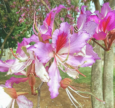 10 Geranium Orchid Tree Flower Seeds (Bauhinia purpurea) - £7.05 GBP