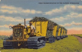 Florida~Field Transportation Harvesting Sugar Cane In The Everglades~Postcard - £3.93 GBP