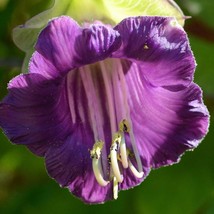 Cup Saucer Seeds Fresh And Organic Cathedral Bells Mexican Vine Cobaea Scandens  - $7.98