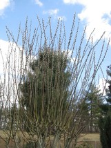 Salix discolor 10 larger thickness Cuttings No Roots Make Your Own Plants - £19.54 GBP
