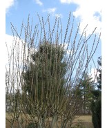 Salix discolor 10 larger thickness Cuttings No Roots Make Your Own Plants