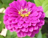 200 Zinnia Purple Prince Heirloom 5&quot;&quot; Blooms Butterflies Pollinators See... - $8.99