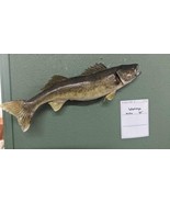 Beautiful Real Skin 27” Large Walleye Taxidermy Wall Mount Art Wildlife - £298.85 GBP