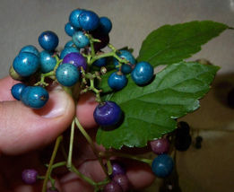 Porcelaine Grape Berry Vine 40 Seed Blue Rare Berries - £12.82 GBP