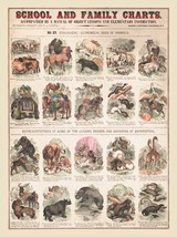 14483.Decor Poster print.Room home wall art design.Victorian School Chart.Animal - £12.94 GBP+