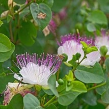 5 SEEDS HEIRLOOM NON GMO CAPER BUSH CREATE A LUSH GARDEN WITH PREMIUM SE... - $17.95