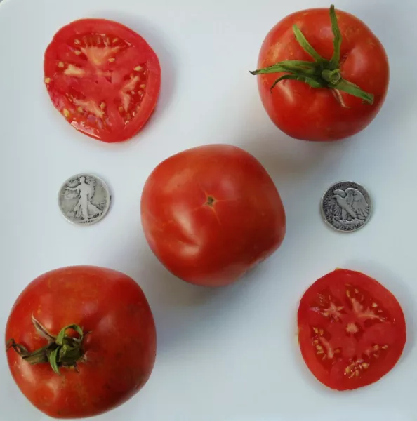 Marglobe Supreme 40 Seeds Buy Any 3 Varieties ! Fresh New - £7.84 GBP