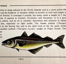 Pollack 1939 Salt Water Fish Gordon Ertz Color Plate Print Antique PCBG19 - £23.62 GBP