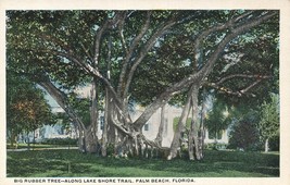 Palm Beach Florida~Big Rubber Tree Along Lake Shore Trail~Postcard - £7.13 GBP