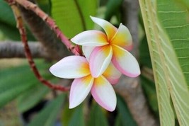 5 pcs White Pink Yellow Plumeria Seed Plants Flower Flowers Perennial Seed - $13.32