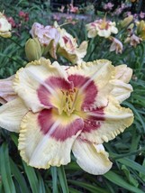 KKG Hemerocallis Monterrey Jack Daylily 1 Mature Fan Bareroot Live Start... - $342.75 MXN