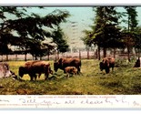Buffalo at Point Defiance Park 4 mo Old Calf Tacoma WA 1908 UDB Postcard... - $4.42