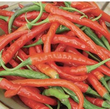 Cayenne Pepper Seeds 50 Long Red Slim Hot Vegetable Fresh Garden Fast Sh... - $3.98
