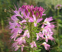 Rocky Mointain Beeplant Cleome Serrulata - 200 Bulk Seeds Garden Fresh USA Selle - £34.79 GBP