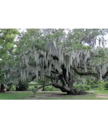 1 Gal. bag Fresh Live Spanish Moss from my trees in Florida - $21.99