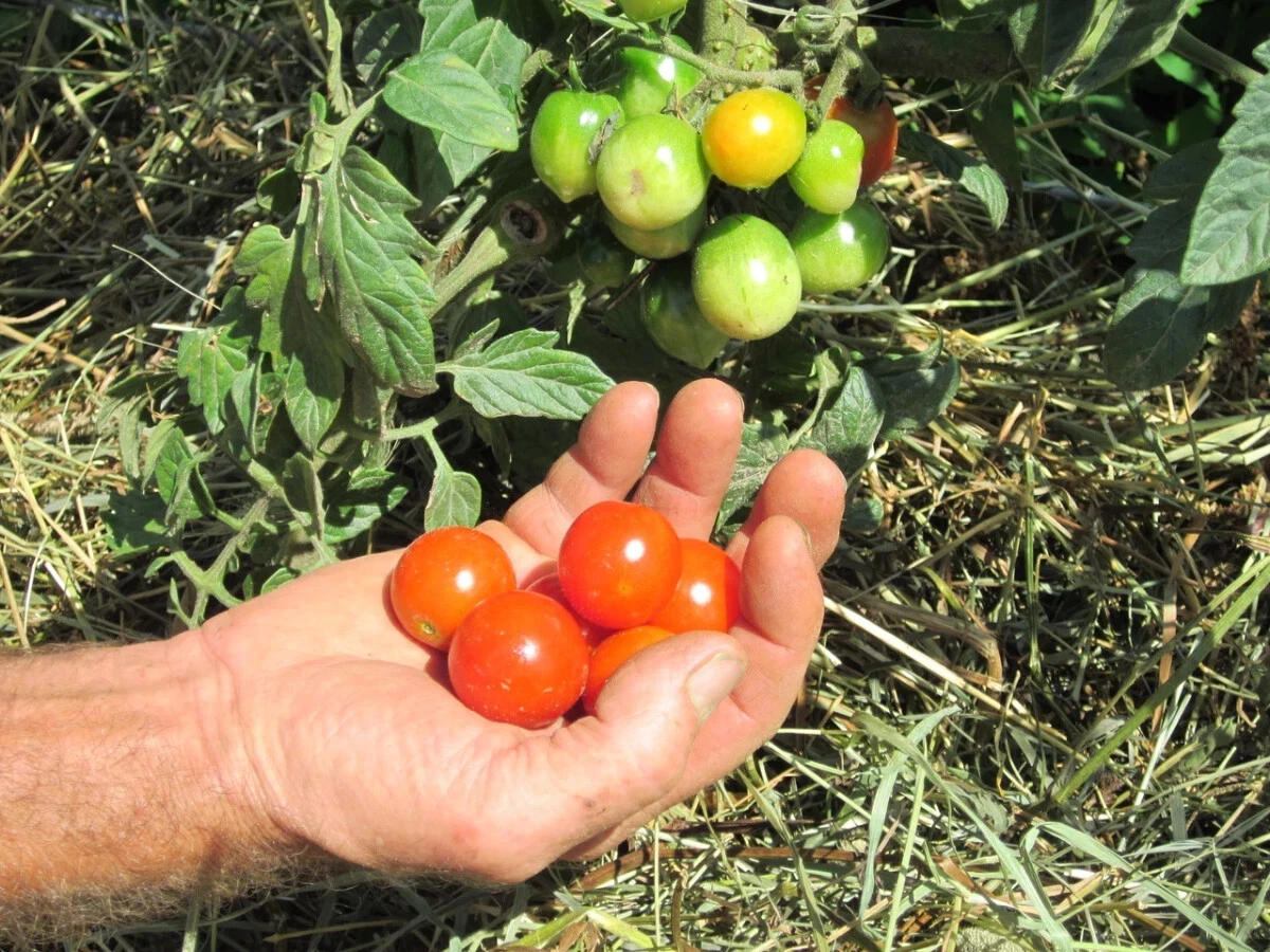 50 Seeds Baby Bottle Tomato Juicy Tomatoe Vegetable Garden Edible Food - $5.18