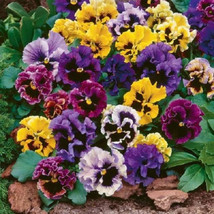 Simple Pack 120 seed  Pansy masterpiece rococo mix - £6.22 GBP