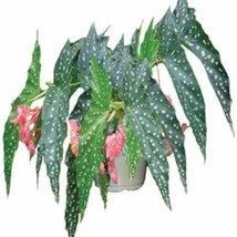 Angelwing Begonia My Special Angel Rooted Starter Plant Fresh USA Shipping - $39.98