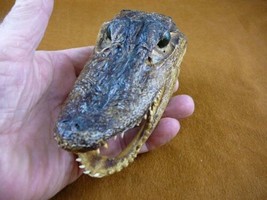 G-Def-286) 4-1/8&quot; Deformed Gator Alligator Head Jaw Teeth Taxidermy Weird Gators - £30.63 GBP