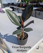 Item image 1 image 1