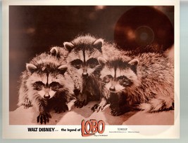 Legend Of Lobo...King Of The Wolfpack-11x14-Color-Lobby Card-Racoon-Disney - £26.05 GBP