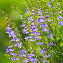 US Seller Barbed Skullcap Seeds Fast Shipping - $15.99