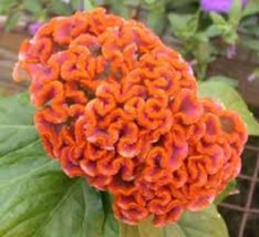 Orange Celosia Cockscomb Flower Seeds/Cristata/Annual 100+Seeds - £14.05 GBP