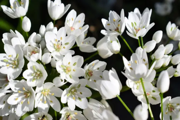 Top Seller 10 White Allium Neapolitanum Flowering Or Naples Onion Neopol... - £11.48 GBP