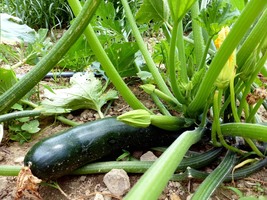 Squash Seeds - Summer - Zucchini Black Beauty - Gardening - Free Shippng - £22.18 GBP