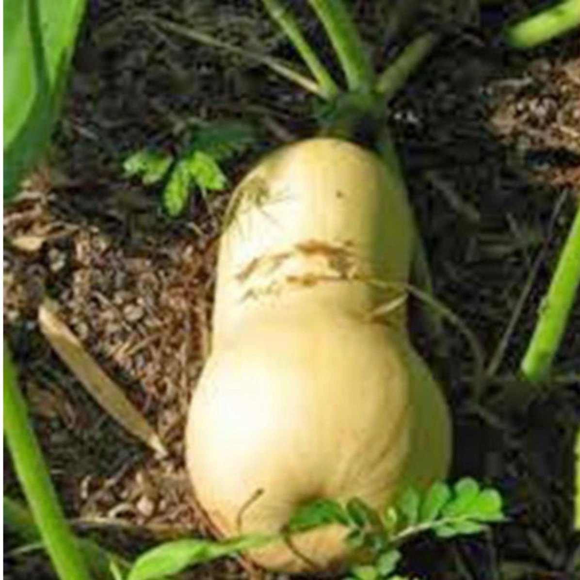 Waltham Butternut Squash Seeds, 25+ Seeds~Heirloom~NON GMO.  - $5.18