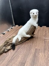 Beautiful Adorable Weasel Ermine Small Animal Taxidermy Mount Art Wildli... - $285.00