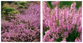 Heather Groundcover Plant Seeds 60 Seeds Gardening - £21.94 GBP