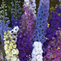 SL 200+ Pacific Giants Mix Delphinium Seeds For Garden - Usa - ! - £3.65 GBP